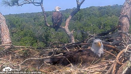 NE Florida Eagles Live Webcam - Apr 24, 2026, 12:17pm EDT