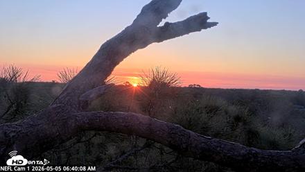 NE Florida Eagles Live Webcam - May 5, 2026, 6:41am EDT