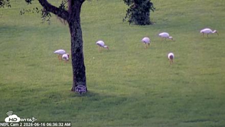 NE Florida Eagles Live Webcam - Jun 16, 2026, 6:37am EDT
