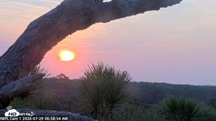 NE Florida Eagles Live Webcam - Jul 29, 2026, 6:59am EDT