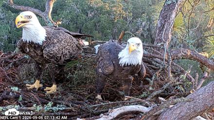 NE Florida Eagles Live Webcam - Sep 6, 2026, 7:14am EDT