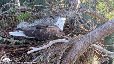 NE Florida Eagles Live Webcam - Sep 6, 2026, 7:49am EDT