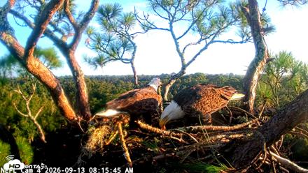 NE Florida Eagles Live Webcam - Sep 13, 2026, 8:16am EDT