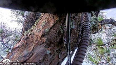 NE Florida Eagles Live Webcam - Sep 7, 2026, 8:46am EDT