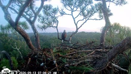 NE Florida Eagles Live Webcam - Sep 13, 2026, 7:07am EDT