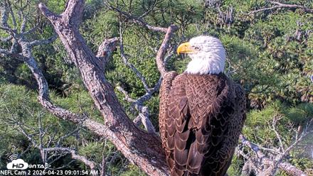 NE Florida Eagles Live Webcam - Apr 23, 2026, 9:02am EDT