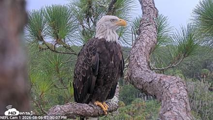 NE Florida Eagles Live Webcam - Aug 6, 2026, 7:31pm EDT