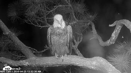 NE Florida Eagles Live Webcam - Apr 25, 2026, 12:33am EDT