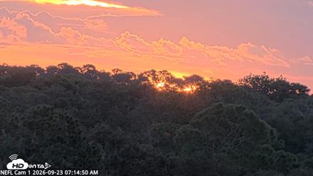 NE Florida Eagles Live Webcam - Sep 23, 2026, 7:17am EDT