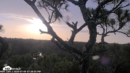 NE Florida Eagles Live Webcam - Jul 9, 2026, 7:39pm EDT