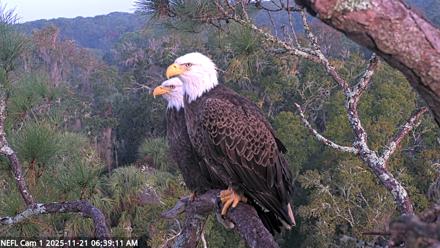 NE Florida Eagles Live Webcam - Nov 21, 2025, 6:40am EST
