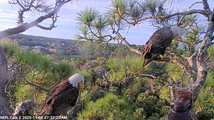 NE Florida Eagles Live Webcam - Nov 6, 2025, 7:33am EST