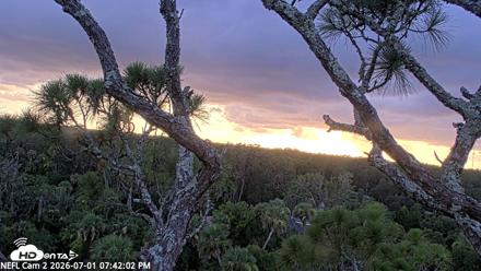 NE Florida Eagles Live Webcam - Jul 1, 2026, 7:42pm EDT