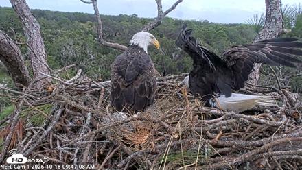 NE Florida Eagles Live Webcam - Oct 18, 2026, 9:48am EDT