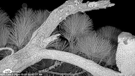 NE Florida Eagles Live Webcam - Oct 7, 2026, 2:08am EDT