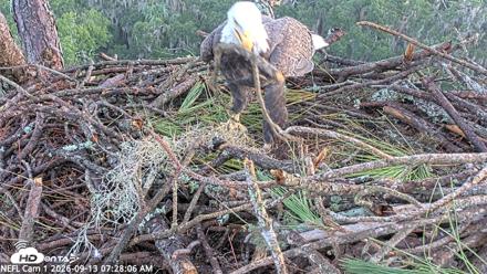 NE Florida Eagles Live Webcam - Sep 13, 2026, 7:29am EDT