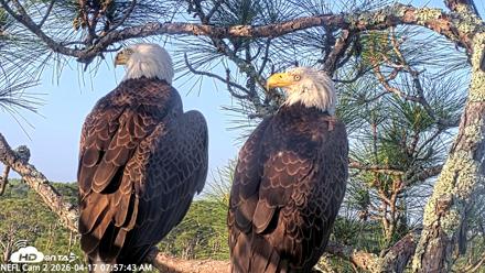 NE Florida Eagles Live Webcam - Apr 17, 2026, 7:58am EDT