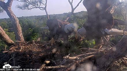 NE Florida Eagles Live Webcam - Apr 18, 2026, 8:09am EDT