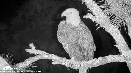 NE Florida Eagles Live Webcam - Oct 2, 2026, 5:16am EDT