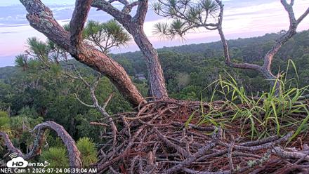 NE Florida Eagles Live Webcam - Jul 24, 2026, 6:40am EDT