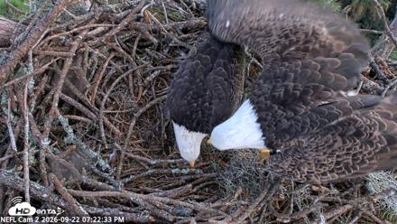 NE Florida Eagles Live Webcam - Sep 22, 2026, 7:23pm EDT
