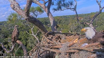 NE Florida Eagles Live Webcam - Nov 25, 2025, 2:03pm EST
