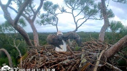 NE Florida Eagles Live Webcam - Sep 24, 2026, 7:23am EDT