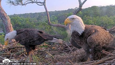 NE Florida Eagles Live Webcam - Apr 29, 2026, 7:17am EDT