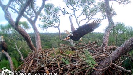 NE Florida Eagles Live Webcam - Sep 12, 2026, 7:21am EDT