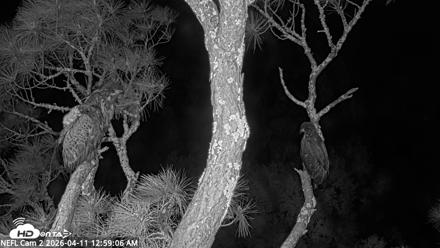 NE Florida Eagles Live Webcam - Apr 11, 2026, 1:01am EDT