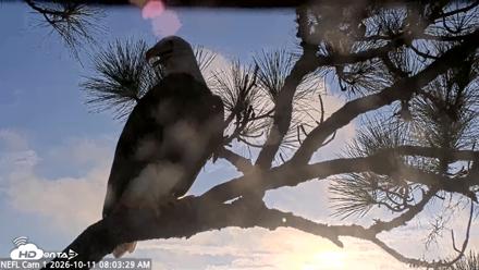 NE Florida Eagles Live Webcam - Oct 11, 2026, 8:04am EDT