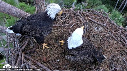 NE Florida Eagles Live Webcam - Aug 29, 2026, 7:47pm EDT