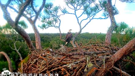 NE Florida Eagles Live Webcam - Sep 22, 2026, 6:43pm EDT