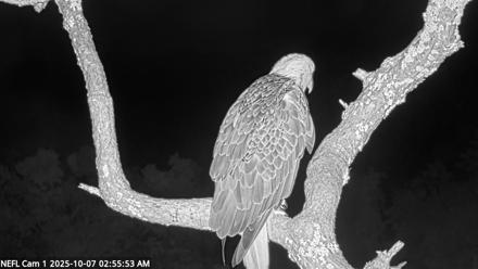 NE Florida Eagles Live Webcam - Oct 7, 2025, 2:56am EDT