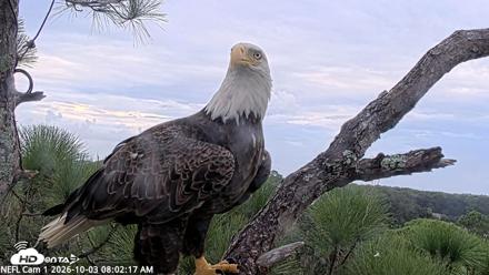 NE Florida Eagles Live Webcam - Oct 3, 2026, 8:03am EDT