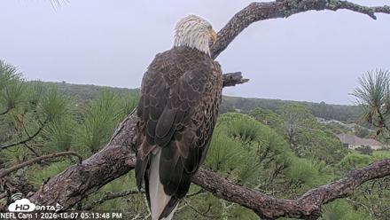 NE Florida Eagles Live Webcam - Oct 7, 2026, 5:14pm EDT