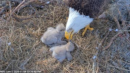 NE Florida Eagles Live Webcam - Jan 8, 2026, 3:39pm EST