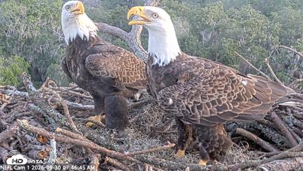 NE Florida Eagles Live Webcam - Sep 30, 2026, 7:47am EDT