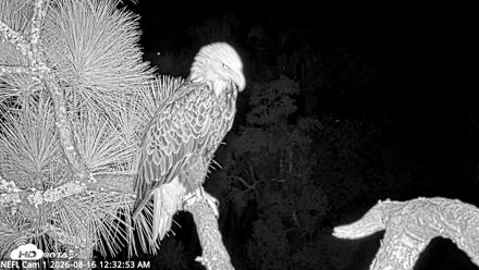 NE Florida Eagles Live Webcam - Aug 16, 2026, 12:33am EDT