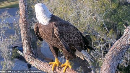 NE Florida Eagles Live Webcam - Feb 20, 2026, 4:57pm EST