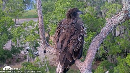 NE Florida Eagles Live Webcam - Apr 10, 2026, 4:59pm EDT