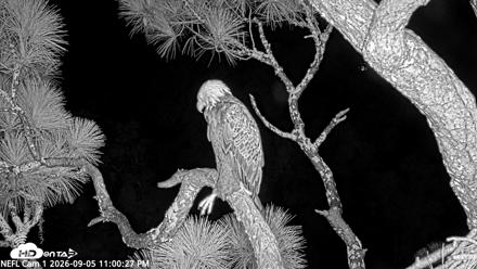 NE Florida Eagles Live Webcam - Sep 5, 2026, 11:01pm EDT