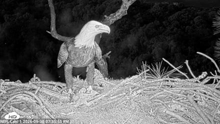 NE Florida Eagles Live Webcam - Sep 30, 2026, 7:36pm EDT