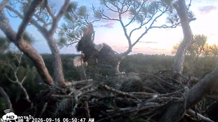 NE Florida Eagles Live Webcam - Sep 16, 2026, 6:51am EDT