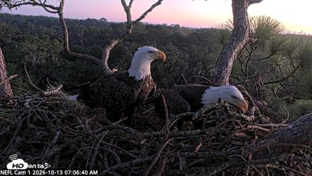 NE Florida Eagles Live Webcam - Oct 13, 2026, 7:07am EDT