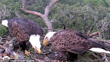 NE Florida Eagles Live Webcam - Sep 15, 2026, 7:29pm EDT