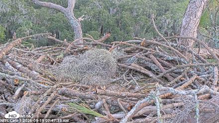 NE Florida Eagles Live Webcam - Sep 19, 2026, 7:48am EDT