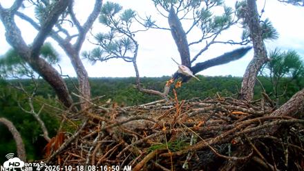 NE Florida Eagles Live Webcam - Oct 18, 2026, 8:17am EDT
