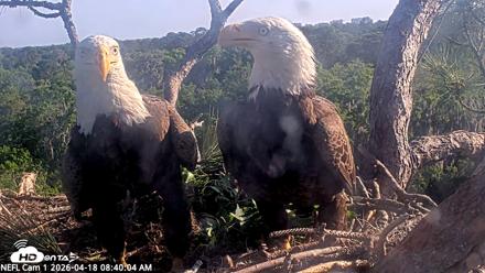 NE Florida Eagles Live Webcam - Apr 18, 2026, 8:41am EDT