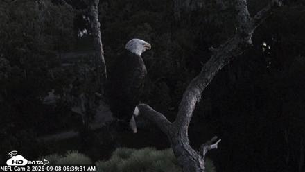 NE Florida Eagles Live Webcam - Sep 8, 2026, 6:40am EDT